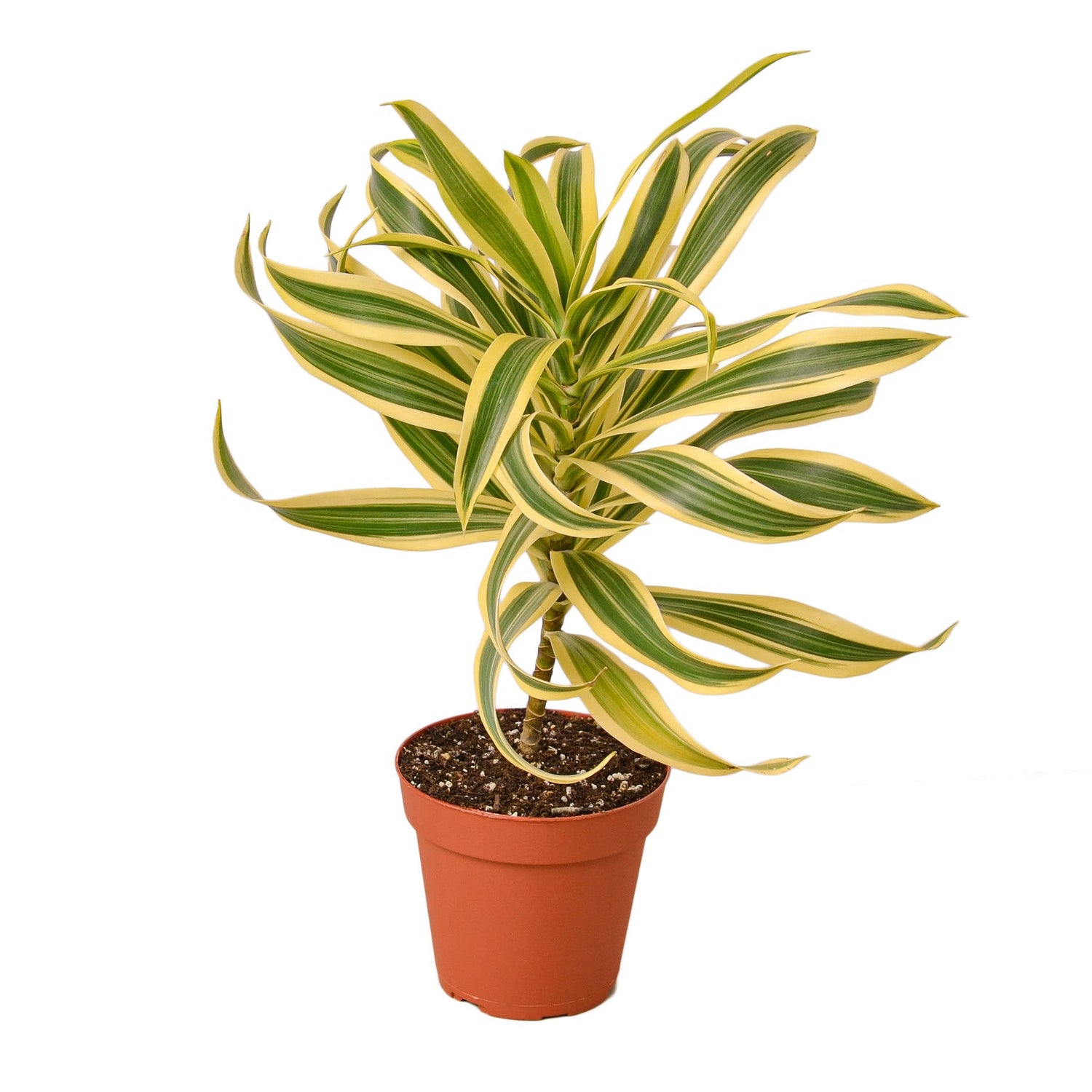 jamaica house plants Dracaena 'Song of Jamaica'
