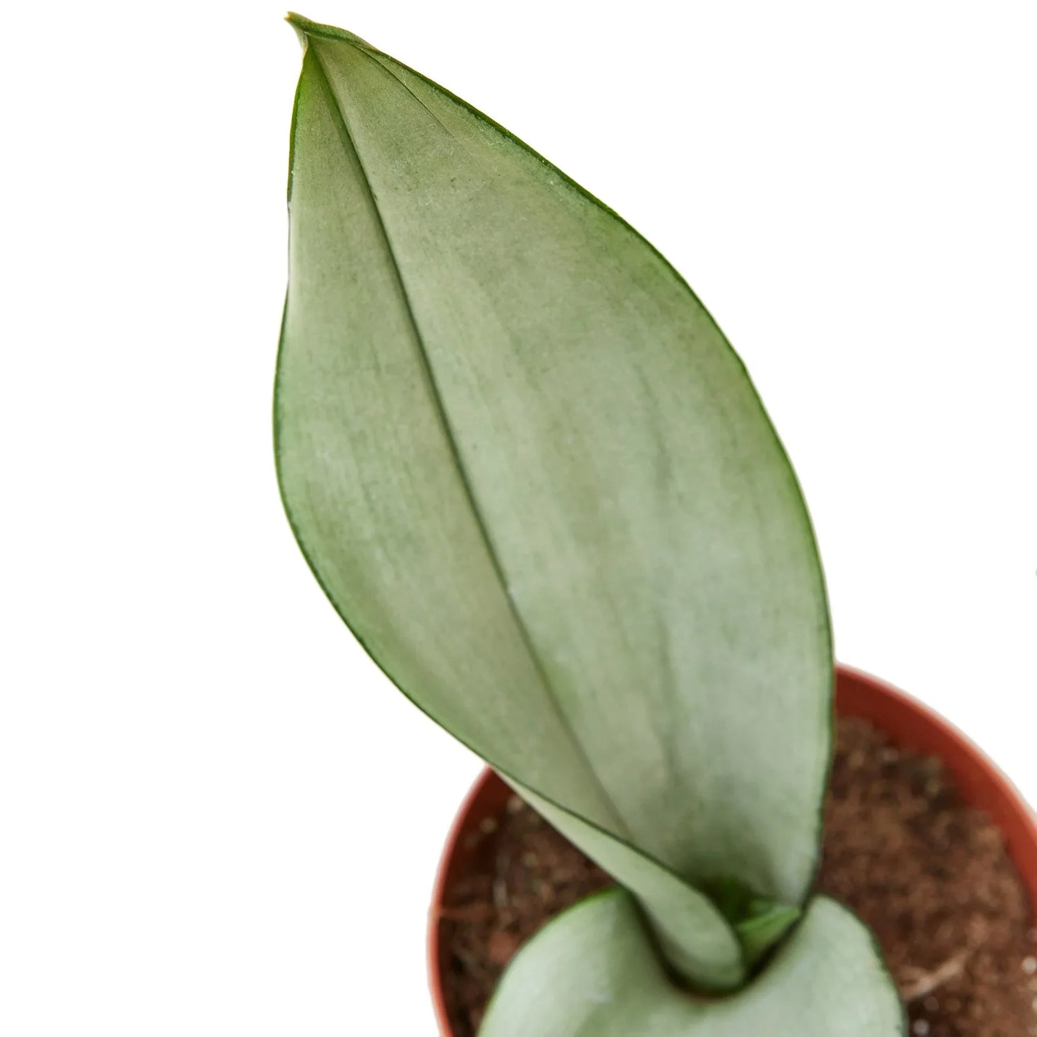 Snake Plant Moonshine closeup