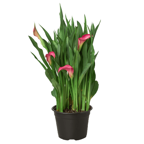 Calla Lily