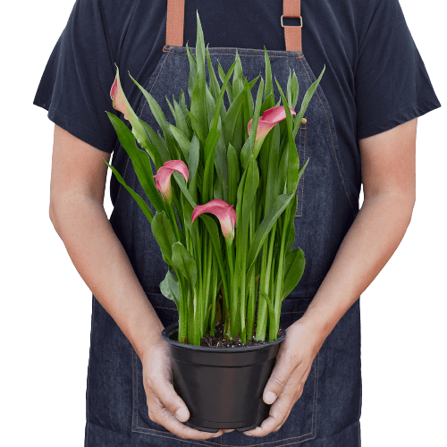 calla lily plant size Calla Lily - Elegant Flowering Plant