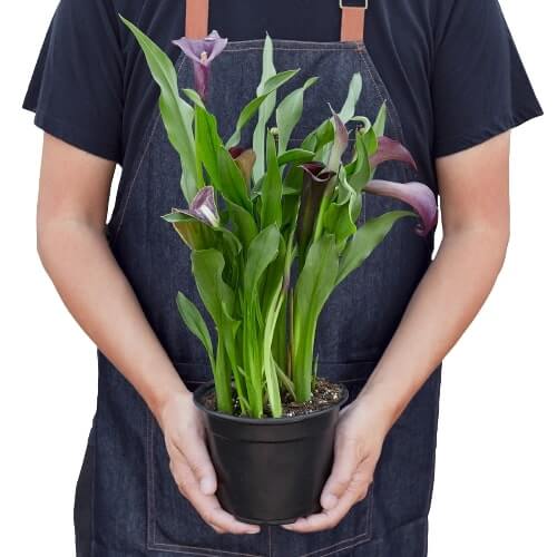 Calla Lily