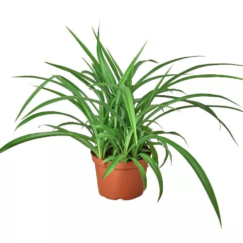 Potted green plant on a white background