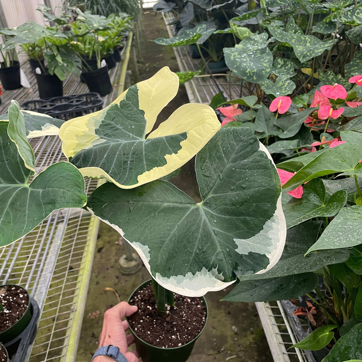Alocasia Mickey Mouse