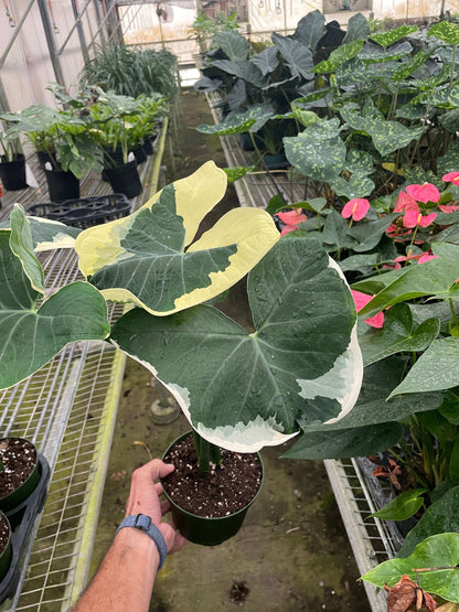 Alocasia Mickey Mouse