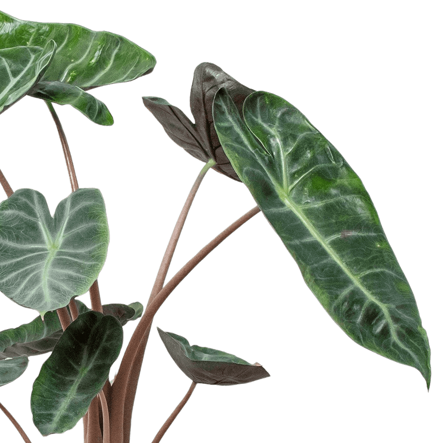 Close-up of a green leafy Alocasia Pink Dragon plant on a white background