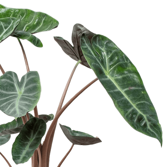 Close-up of a green leafy Alocasia Pink Dragon plant on a white background