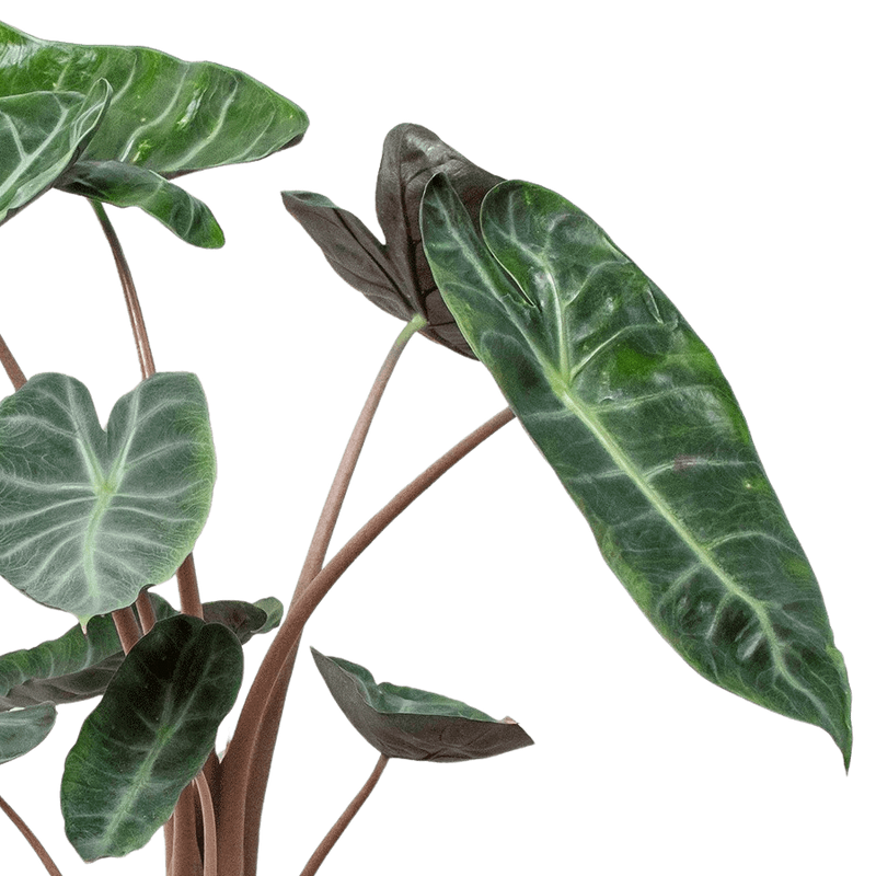 Close-up of a green leafy Alocasia Pink Dragon plant on a white background