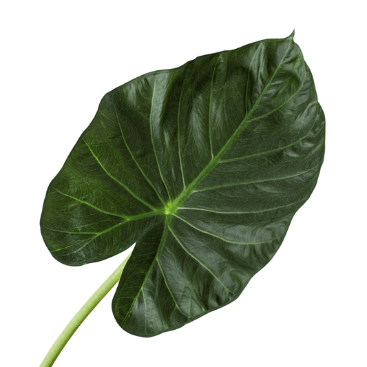 Alocasia 'Regal Shields' leave