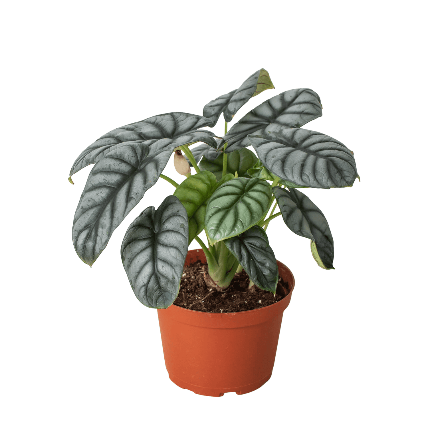 Alocasia Silver Dragon Plants at All About Planties