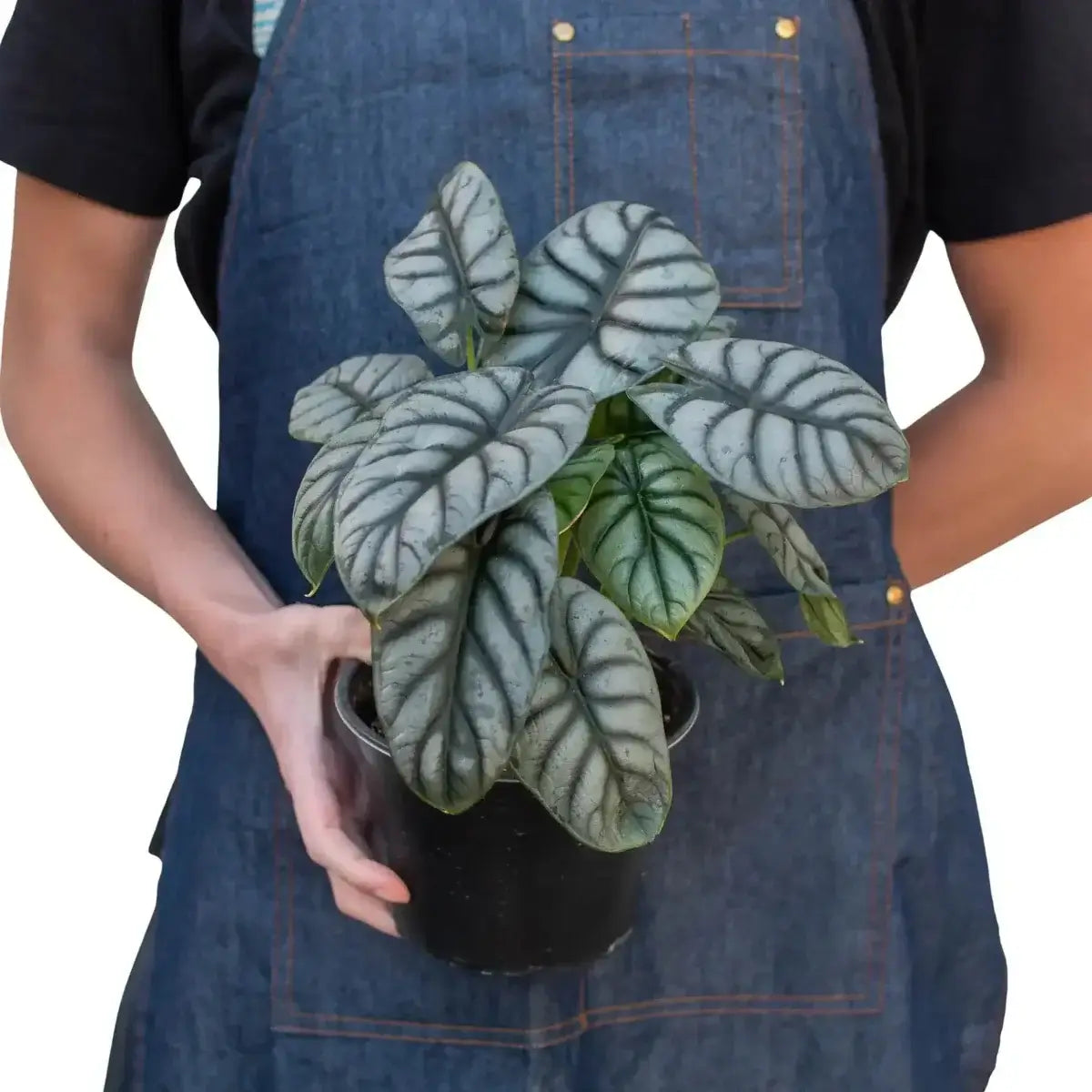 Person holding a Alocasia Silver Dragon | Indoor Plant | All About Planties