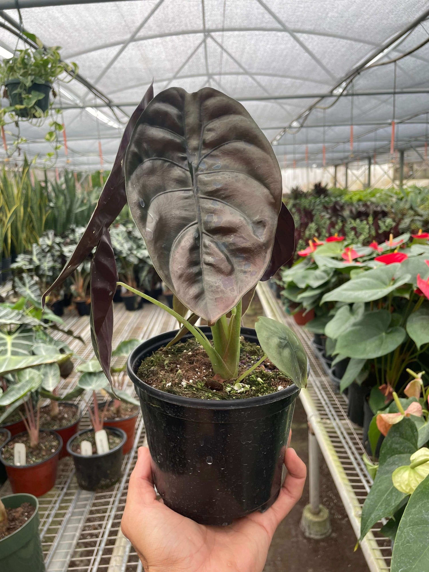 Alocasia Cuprea 'Red Secret' Plants at All About Planties