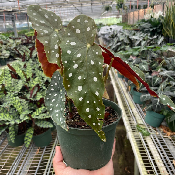 house plant with spotted leaves Polka Dot Begonia (Begonia Maculata)