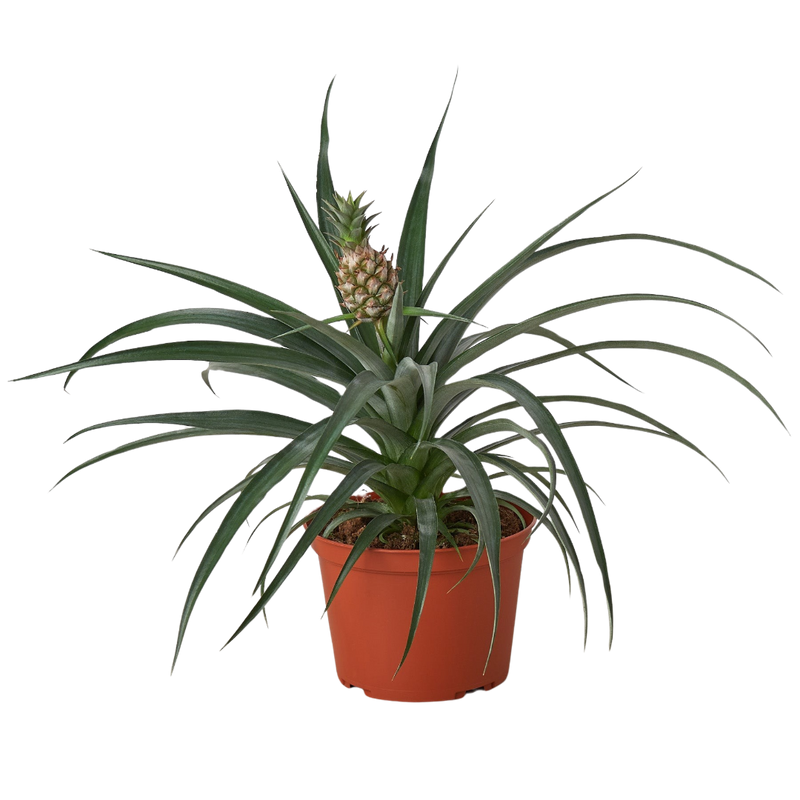 Bromeliad 'Yellow Pineapple' | Exotic and Easy-Care Tropical Plant