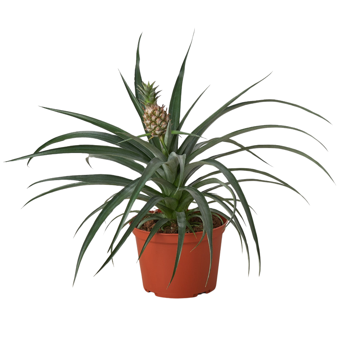 Bromeliad 'Yellow Pineapple' | Exotic and Easy-Care Tropical Plant