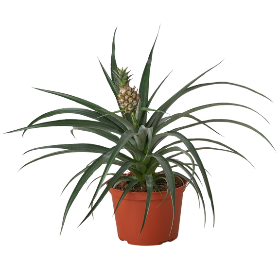 Bromeliad 'Yellow Pineapple' | Exotic and Easy-Care Tropical Plant