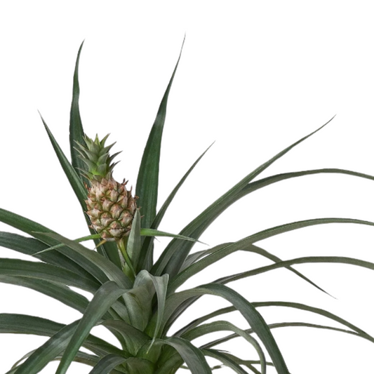 Close up of Bromeliad 'Yellow Pineapple' | Exotic and Easy-Care Tropical Plant