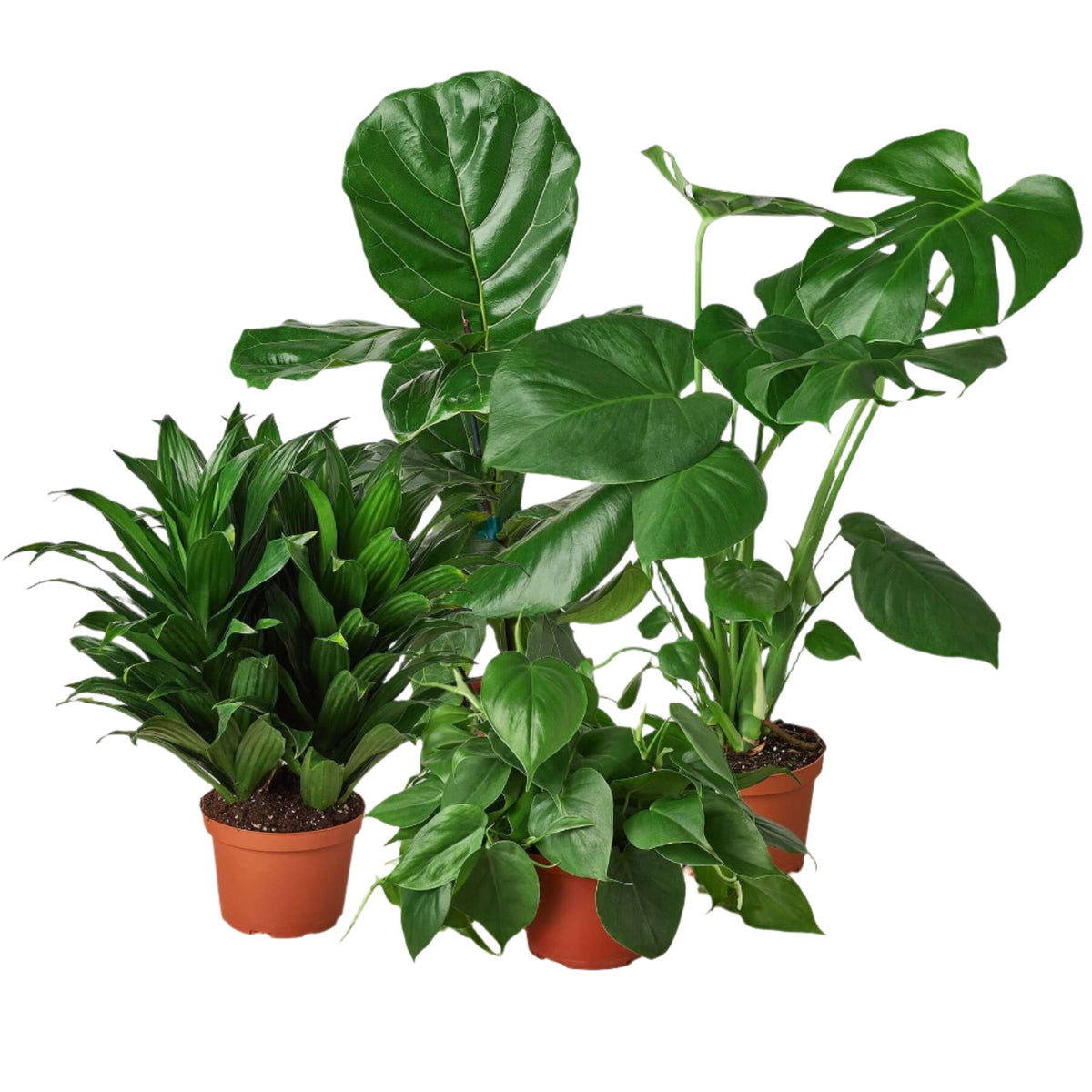 fully indoor plants Best-Selling Indoor Plant Bundle