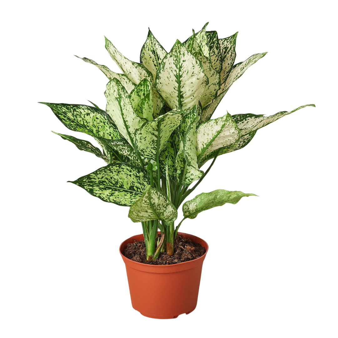 chinese evergreen first diamond plan in a pot