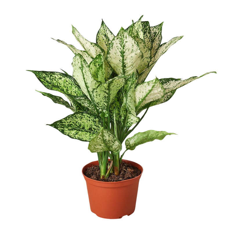 chinese evergreen first diamond plan in a pot