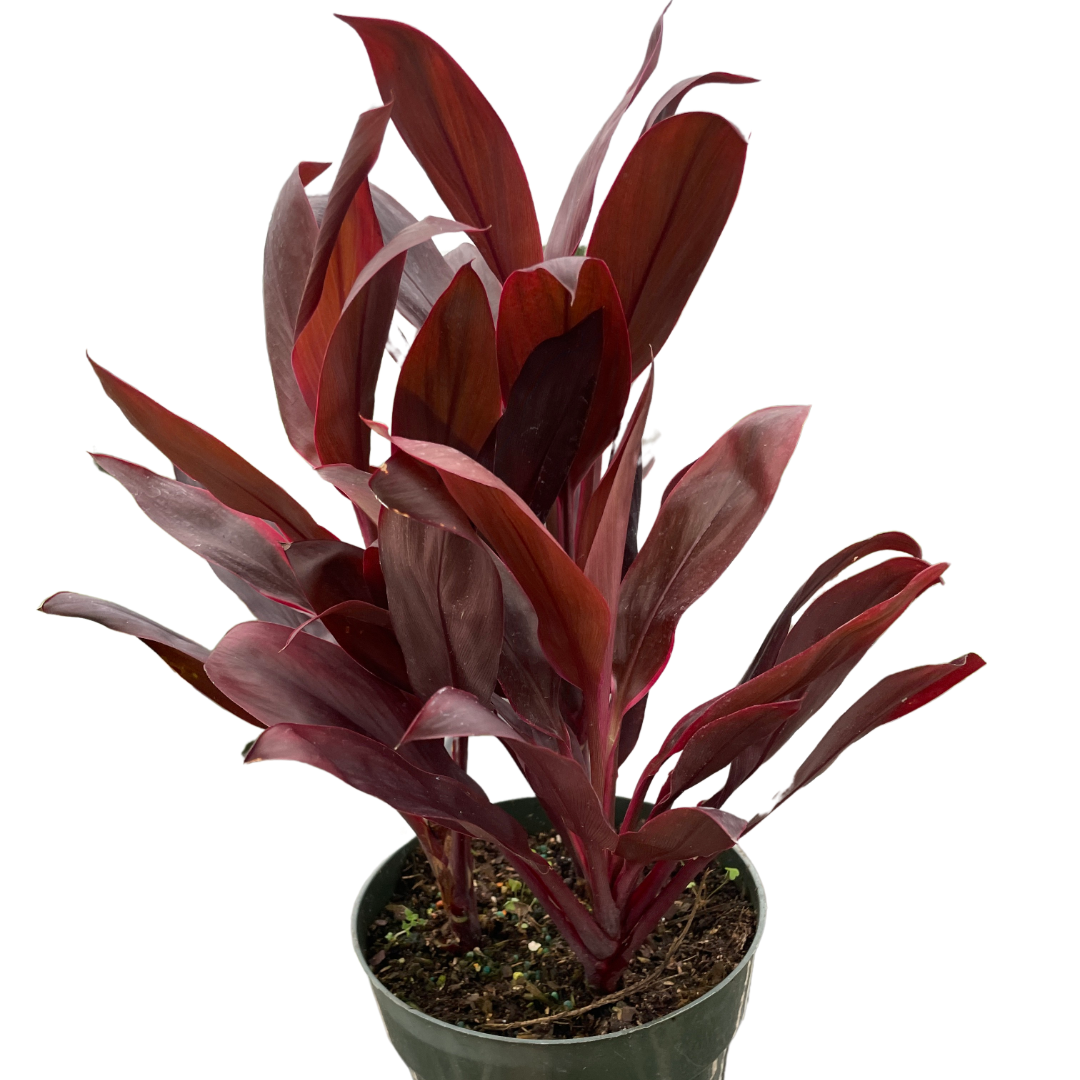  Cordyline Calypso Queen