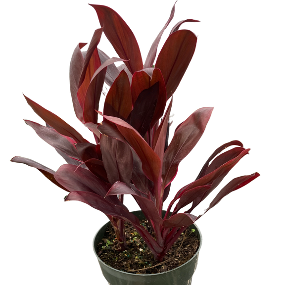  Cordyline Calypso Queen