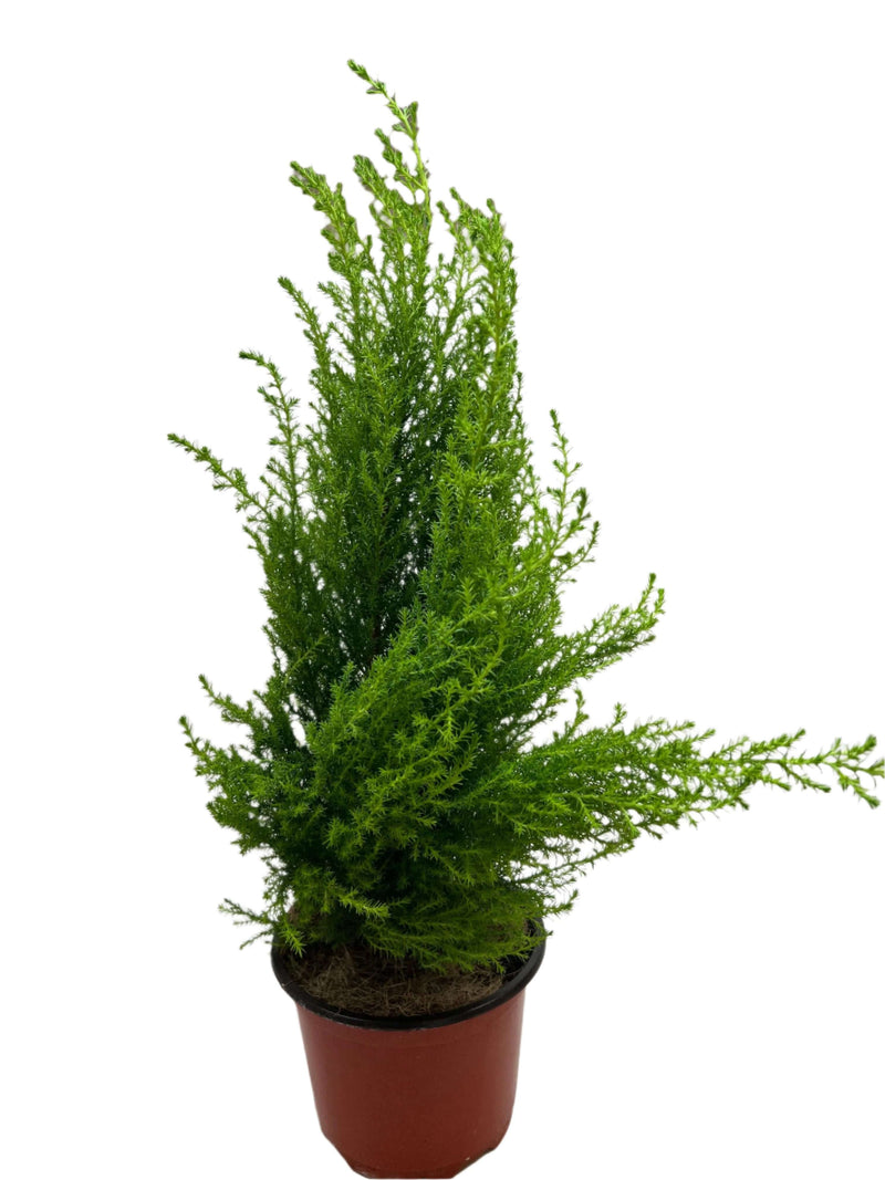 Cypress Lemon
