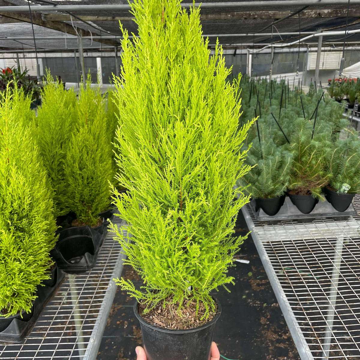 Cypress Lemon | Fragrant and Vibrant Indoor Plant from All About Planties™