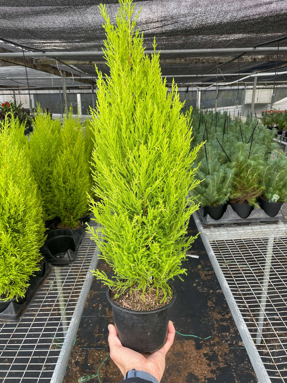 cypress plant care indoor Lemon Cypress - Fragrant Citrus-Scented Plant