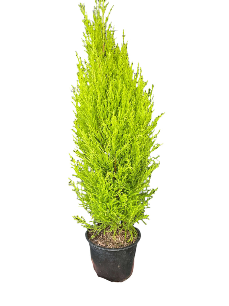 Cypress Lemon