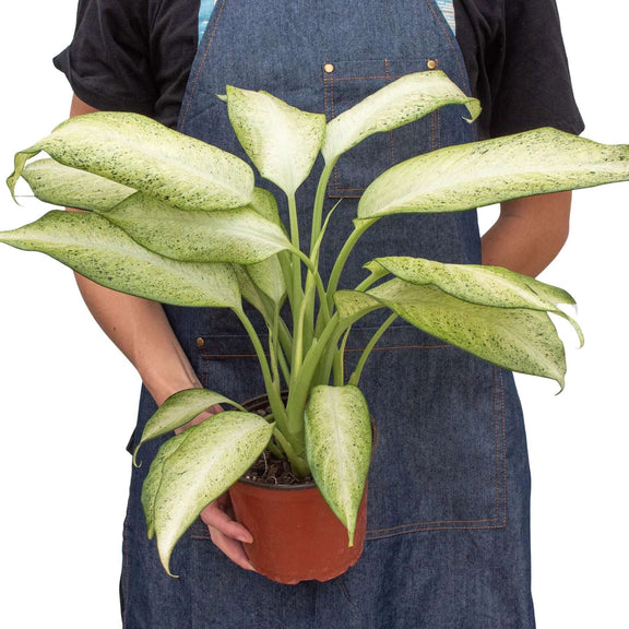 dieffenbachia army Dieffenbachia 'Camouflage' - Large Variegated Air-Purifying Plant