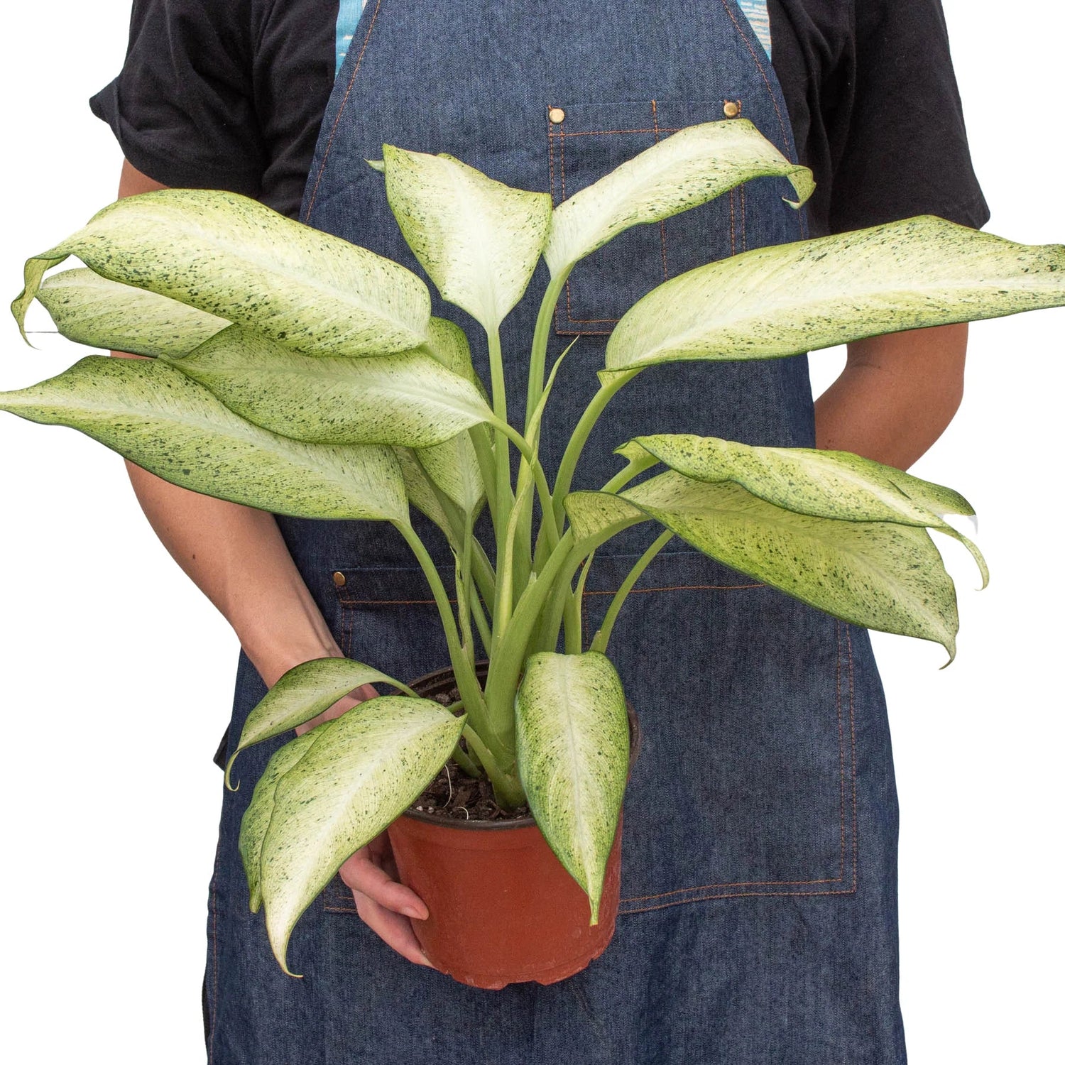 Person holding a large dieffenbachia-camouflage plant