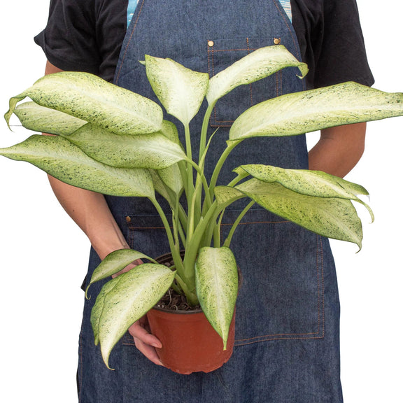 Person holding a large dieffenbachia-camouflage plant