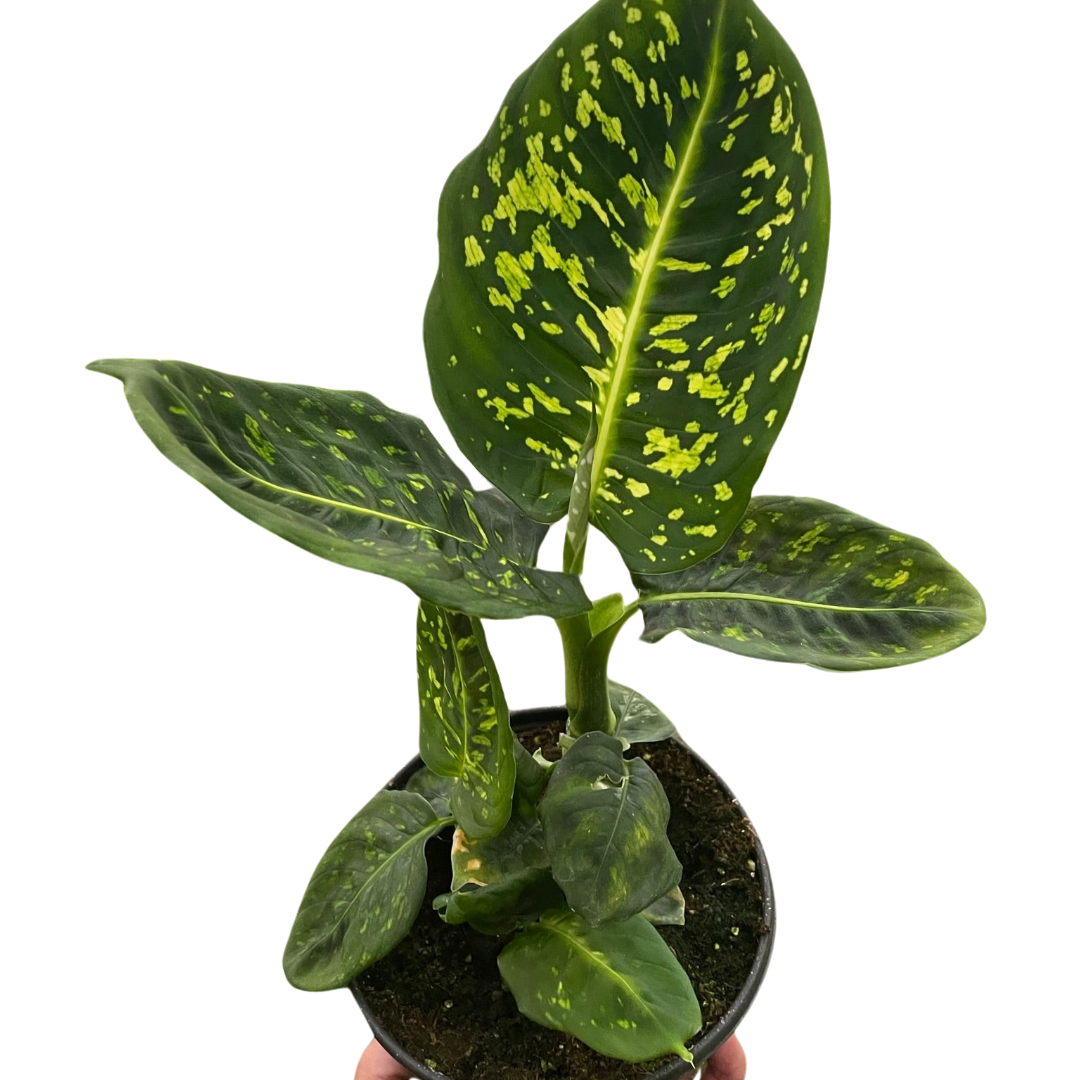  dieffenbachia-reflector-plant