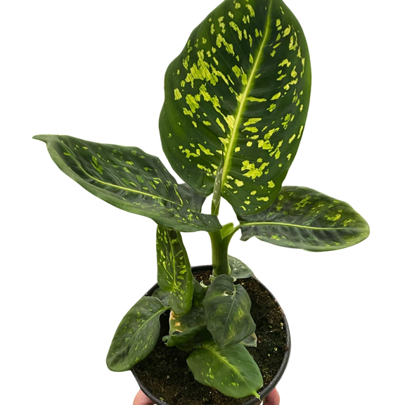  dieffenbachia-reflector-plant