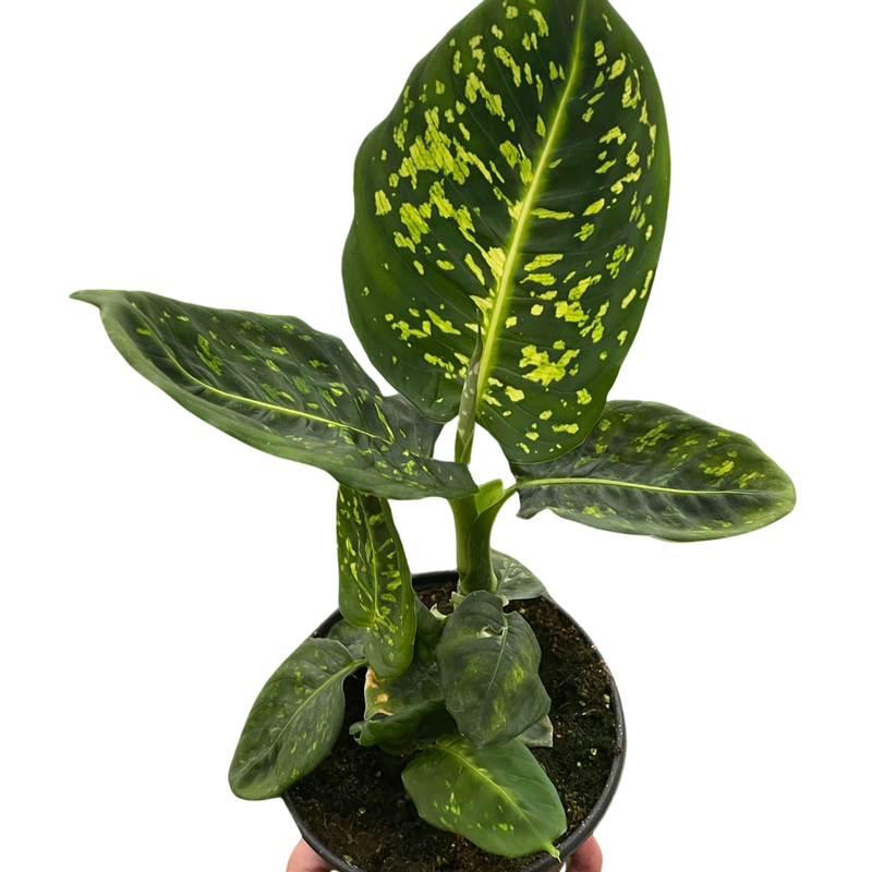  dieffenbachia-reflector-plant