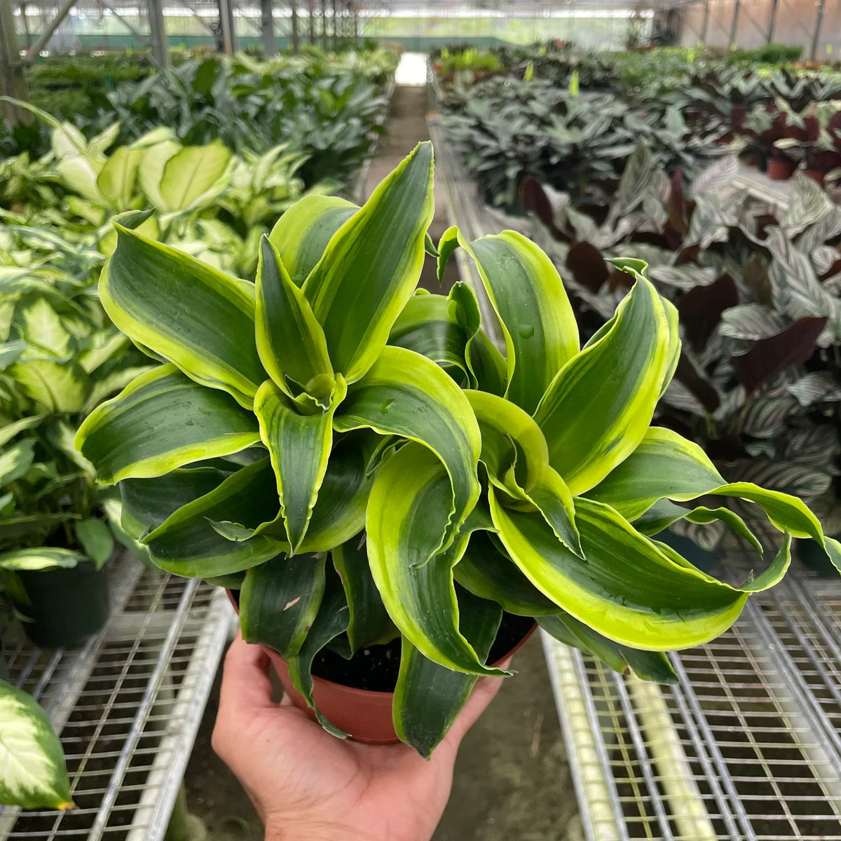 Dracaena Tornado drought-tolerant indoor plant with spiral variegated foliage and slender stem
