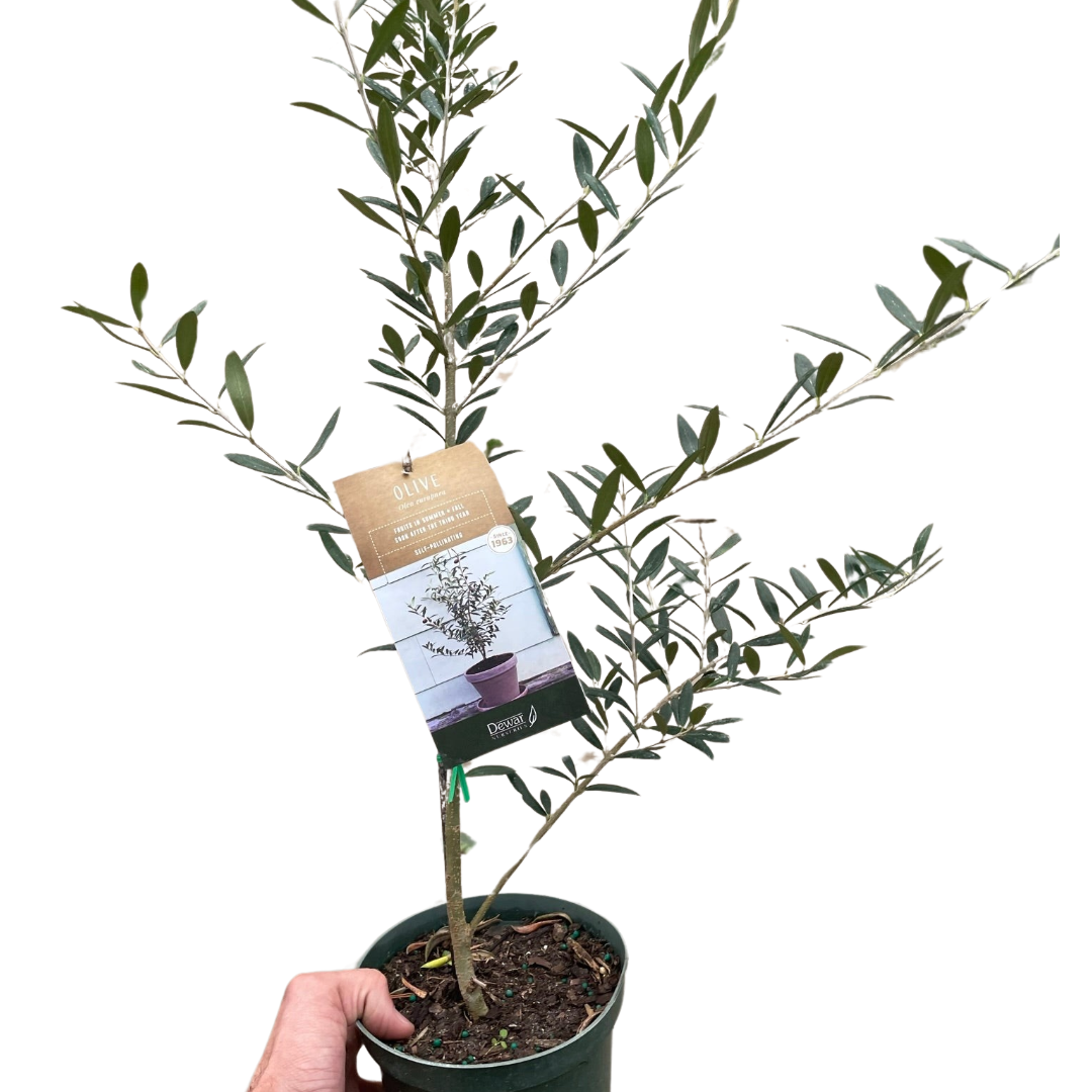 Olive Tree | Elegant, Pet-Friendly Indoor Plant | All About Planties