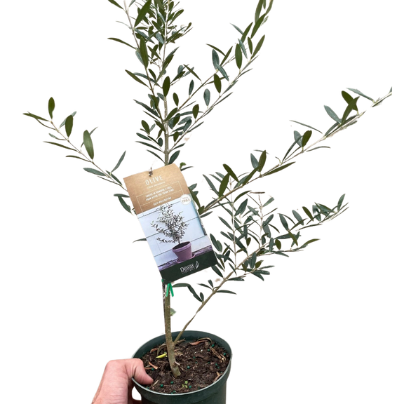 Olive Tree | Elegant, Pet-Friendly Indoor Plant | All About Planties