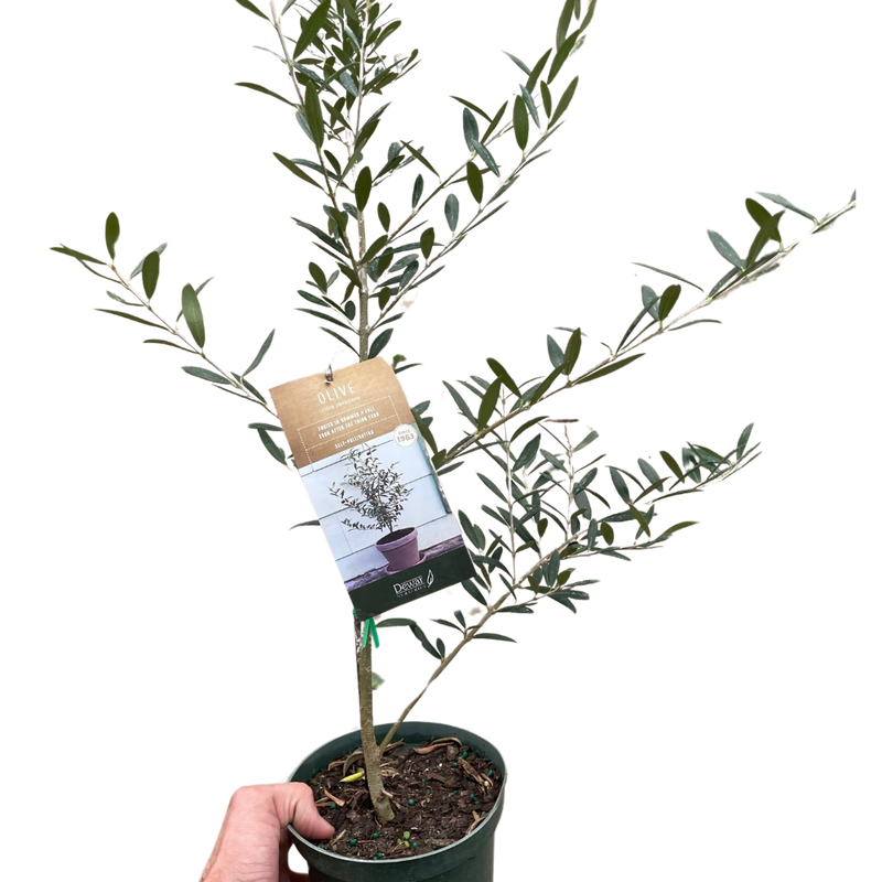 Olive Tree | Elegant, Pet-Friendly Indoor Plant | All About Planties