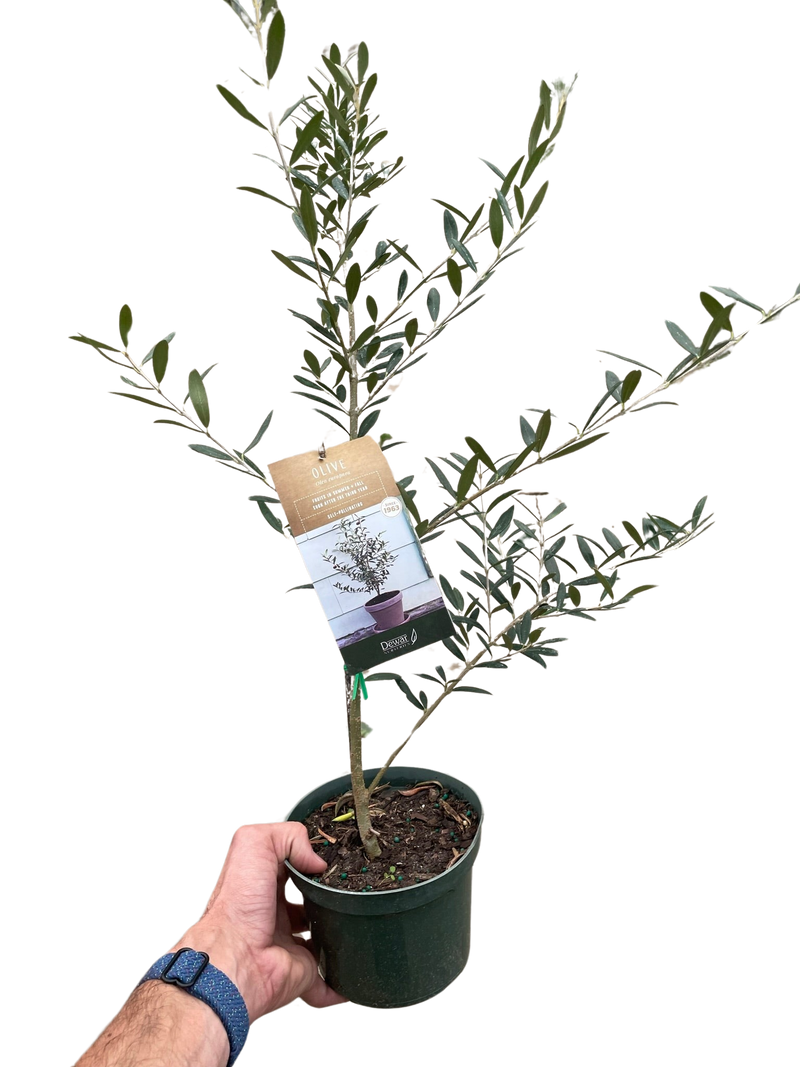 Olive Tree | Elegant, Pet-Friendly Indoor Plant | All About Planties