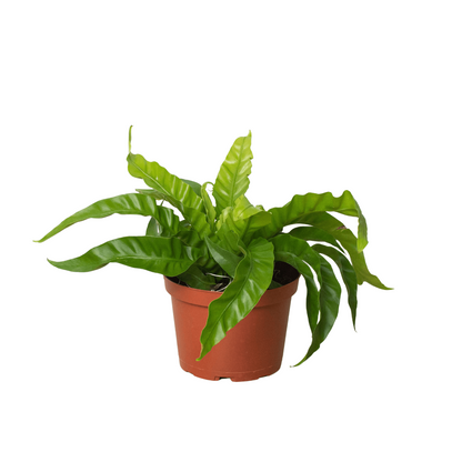 Bird’s Nest Hurricane Fern | Unique & Low-Maintenance Fern – All About Planties