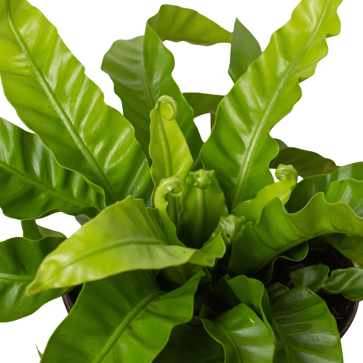 Close up of Bird’s Nest Hurricane Fern | Unique & Low-Maintenance Fern – All About Planties