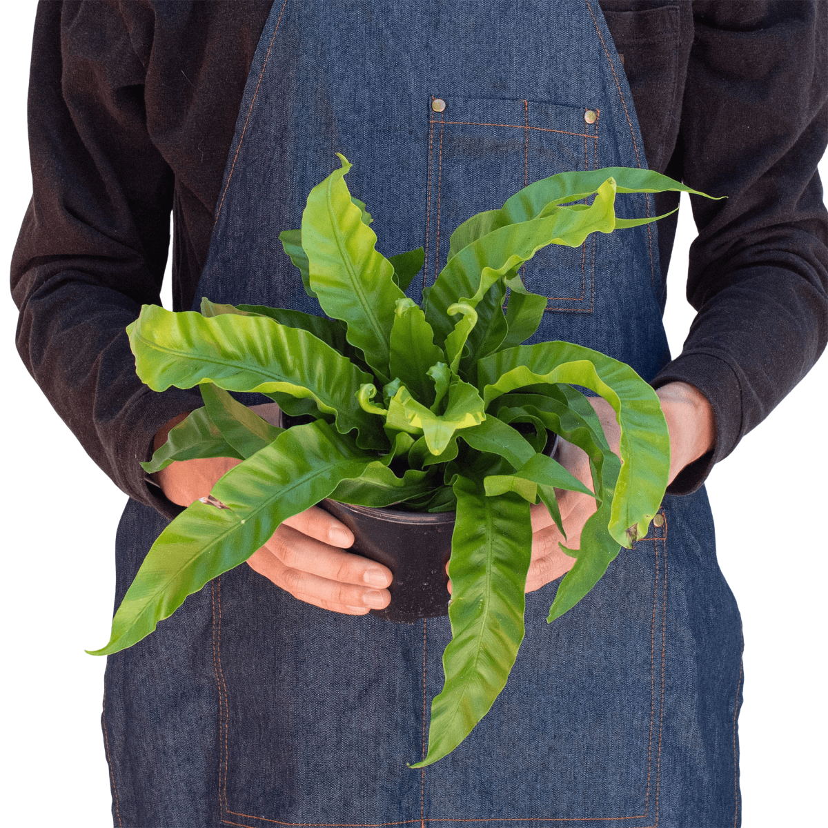 Person holding a Bird’s Nest Hurricane Fern | Unique & Low-Maintenance Fern – All About Planties