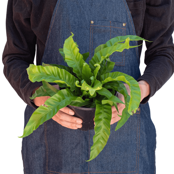 birds nest fern cost Hurricane Bird's Nest Fern - Asplenium antiquum