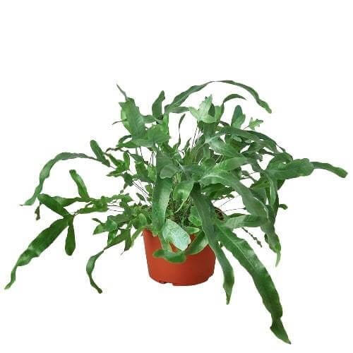 blue star fern care indoors Blue Star Fern