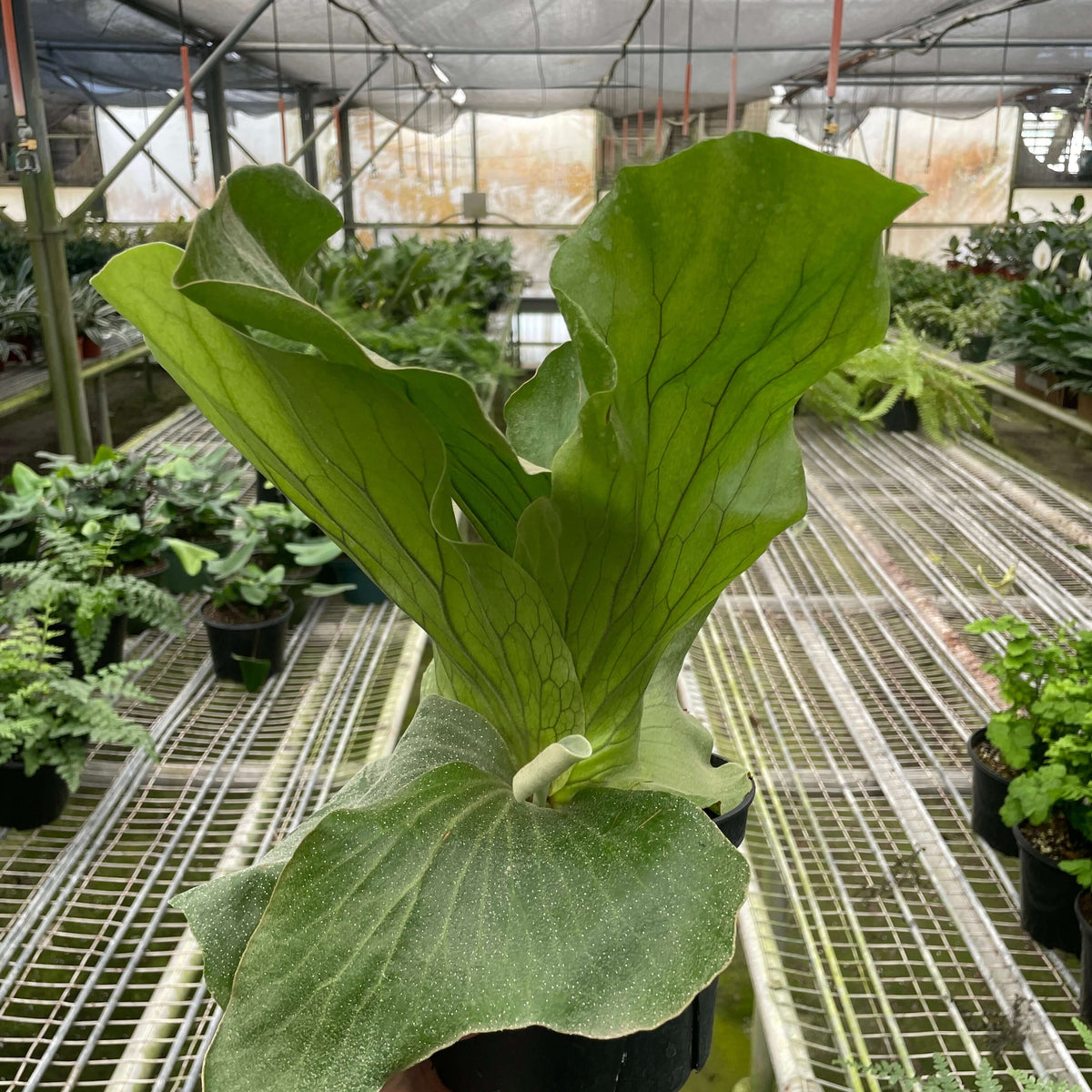 Large green Elephant Fern leafy plant held in a greenhouse setting  | All About Planties™