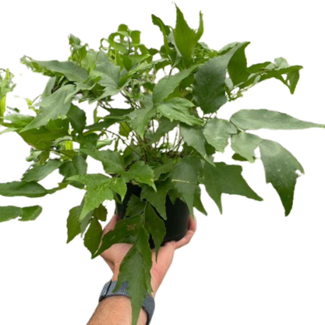 Fern 'Holly' | Elegant, Low-Maintenance Indoor Plant