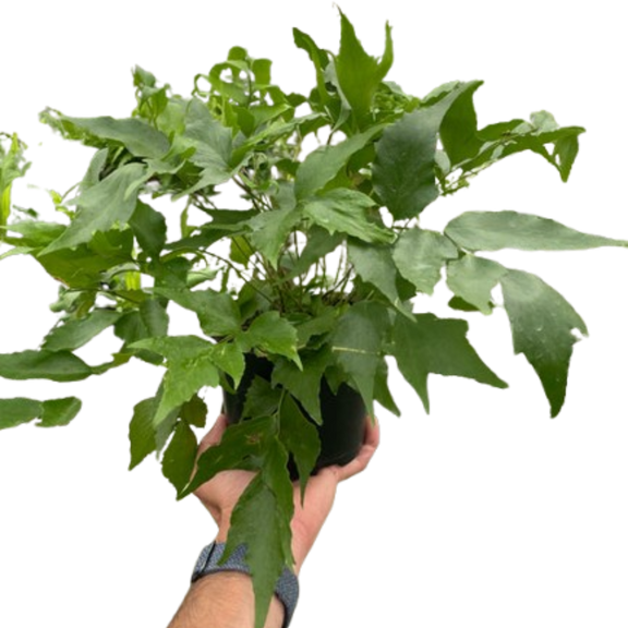 Fern 'Holly' | Elegant, Low-Maintenance Indoor Plant