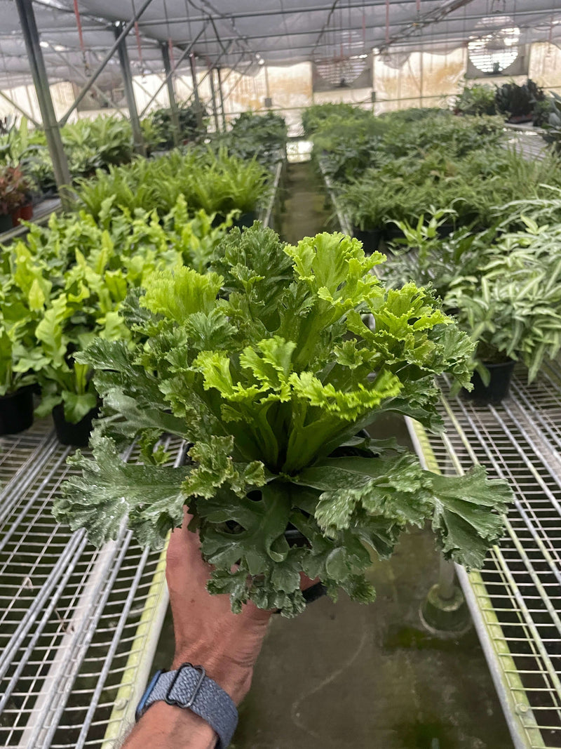 Bird’s Nest Leslie Fern Indoor Plant at All About Planties