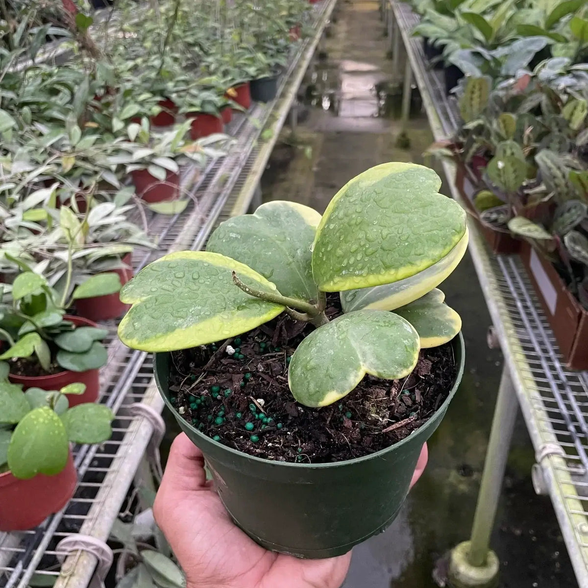 hoya-sweetheart-variegated plant 6inch pot